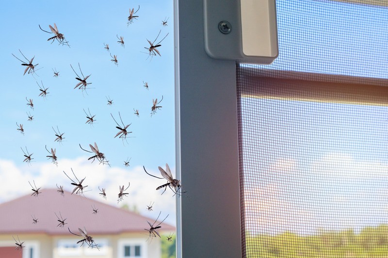 Insektenschutz
